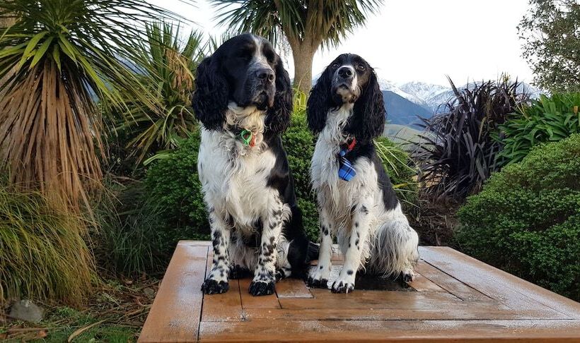 فندق Awatea Country Bed & Breakfast