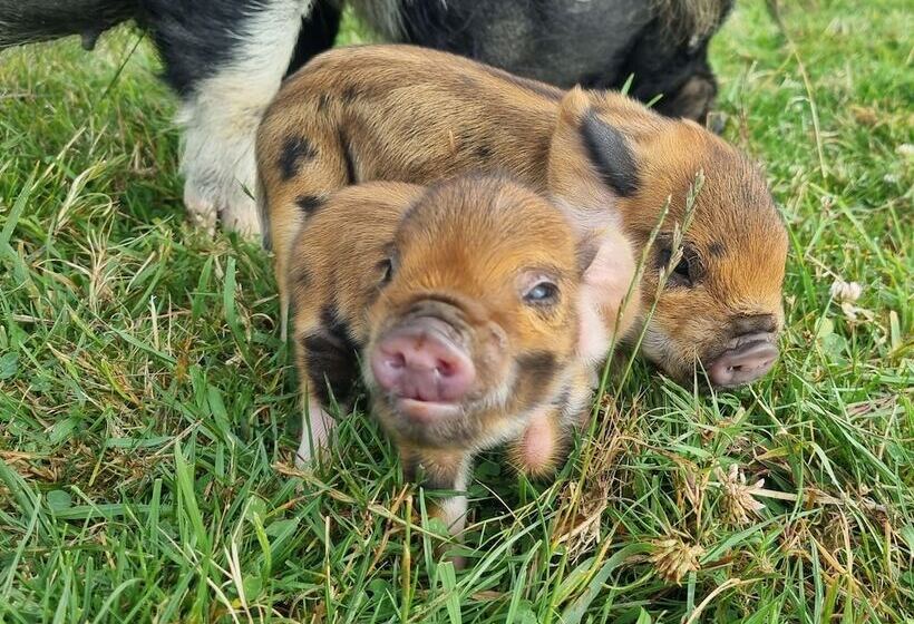 فندق Awatea Country Bed & Breakfast