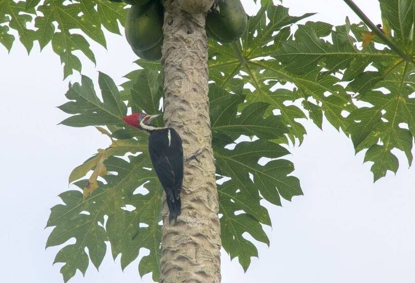 酒店 Villas Cabuya Beach & Forest