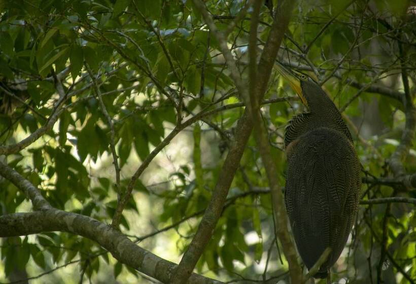 酒店 Villas Cabuya Beach & Forest