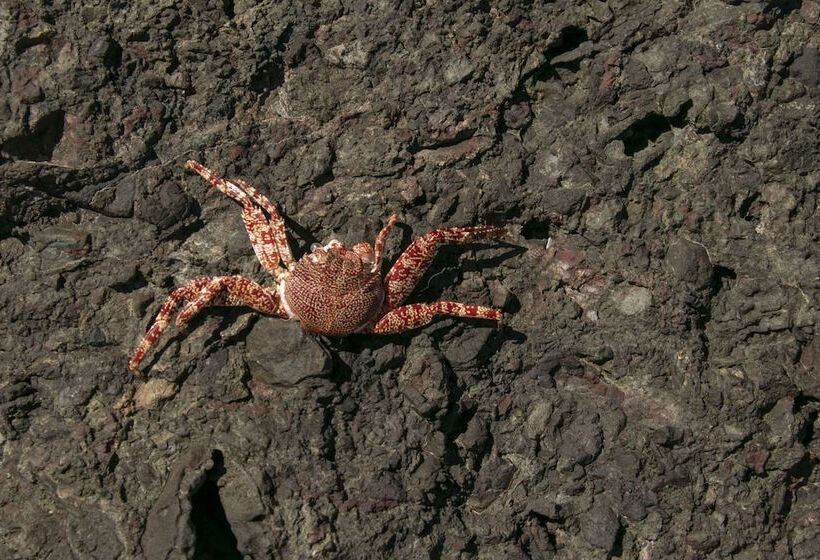 酒店 Villas Cabuya Beach & Forest