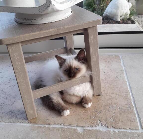 بنسيون Les Hirondelles