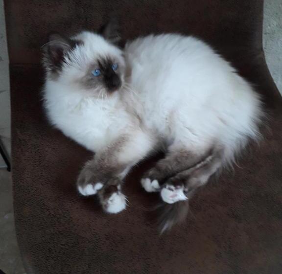 بنسيون Les Hirondelles