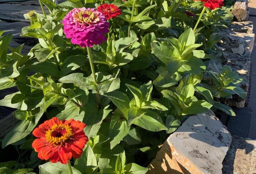 בית מלון כפרי Regency Inn