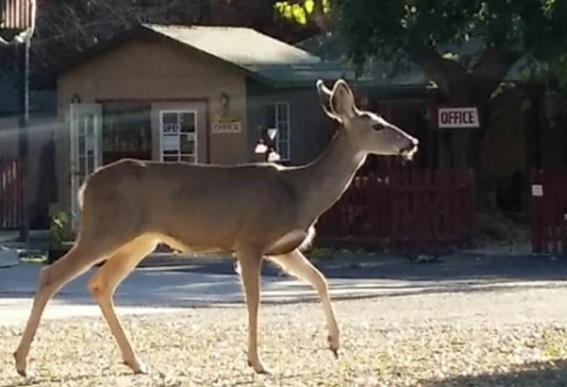 فندق The River Inn