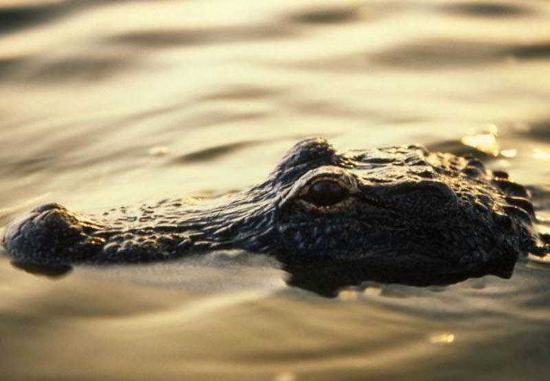 Residence Inn By Marriott Fort Lauderdale City Of Plantation