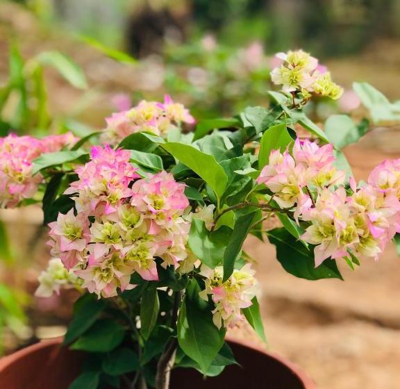 Hotel First Kingdom   For Forigners Only