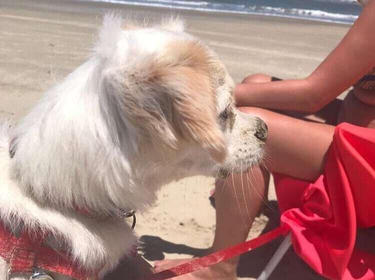 پانسیون Pousadazen Bougainville