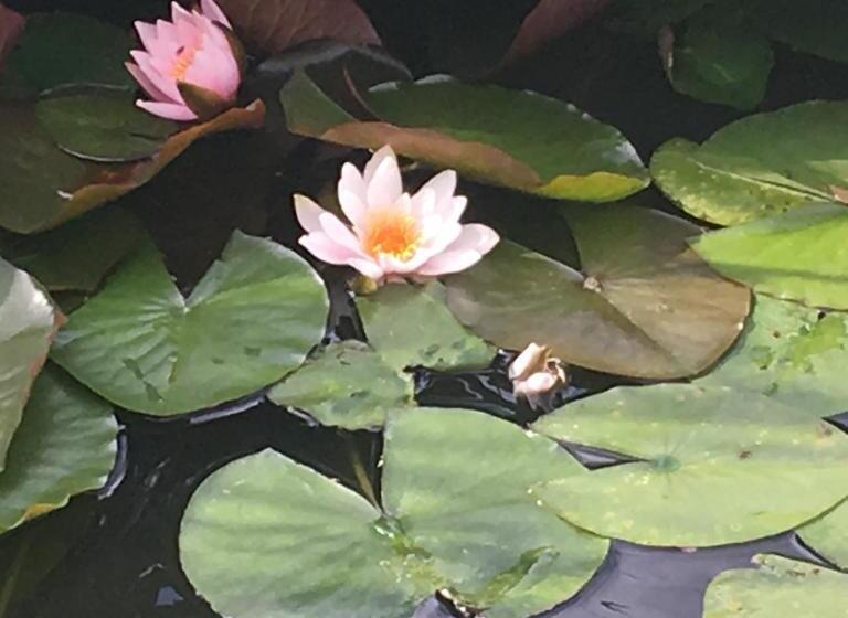 مبيت وإفطار Spurwing Guest House