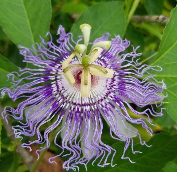 فندق Sanibel Moorings