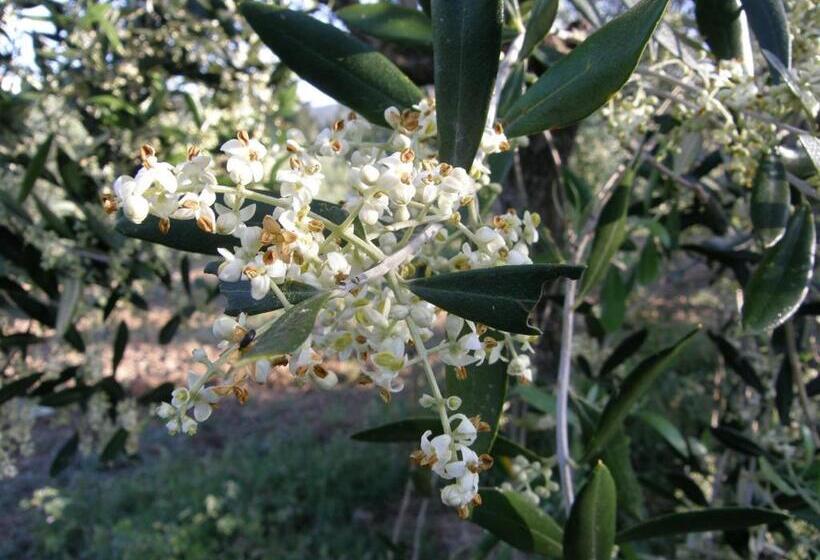 酒店 Agriturismo Mercurio