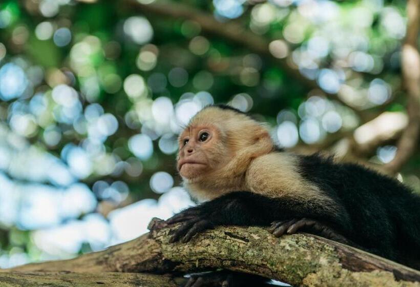 酒店 Igloo Beach Lodge