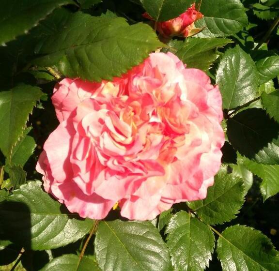 ベッドアンドブレックファースト Les Chambres D Hôtes Le Val D Honfleur