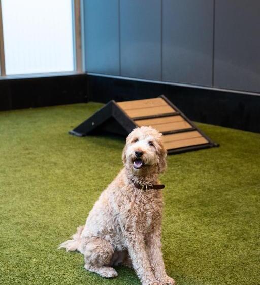 Level Chicago  Old Town