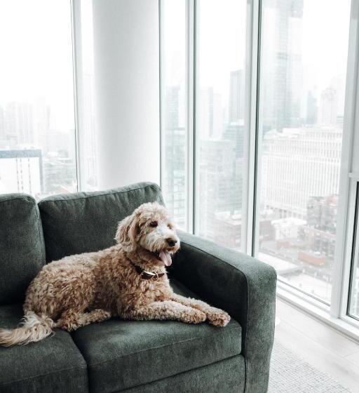 Level Chicago  Old Town