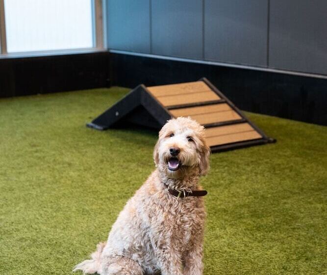 Level Chicago  Old Town