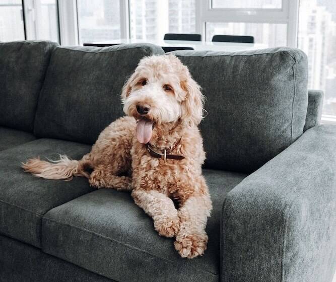 Level Chicago  Old Town