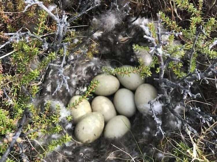 پانسیون Langavatn Guesthouse