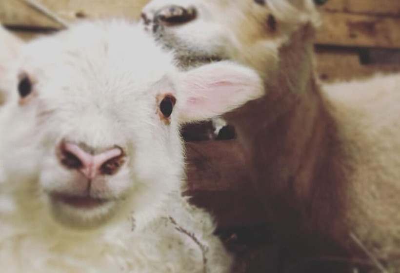 Smáratún Farm Eco Lodges