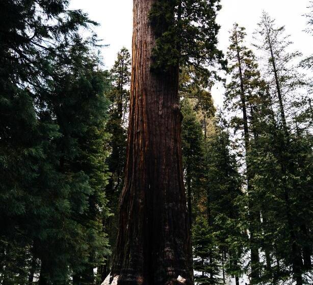 فندق Sierra Lodge Three Rivers