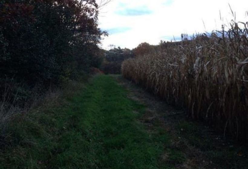 ホテル Silver Maple Lodge & Cottages