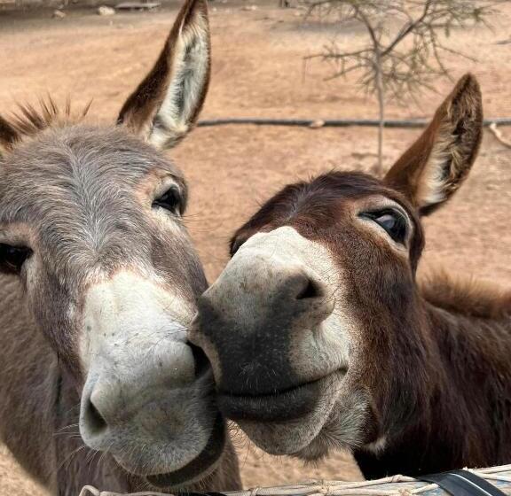 פנסיון Dar Tawarta Guest House Dakhla