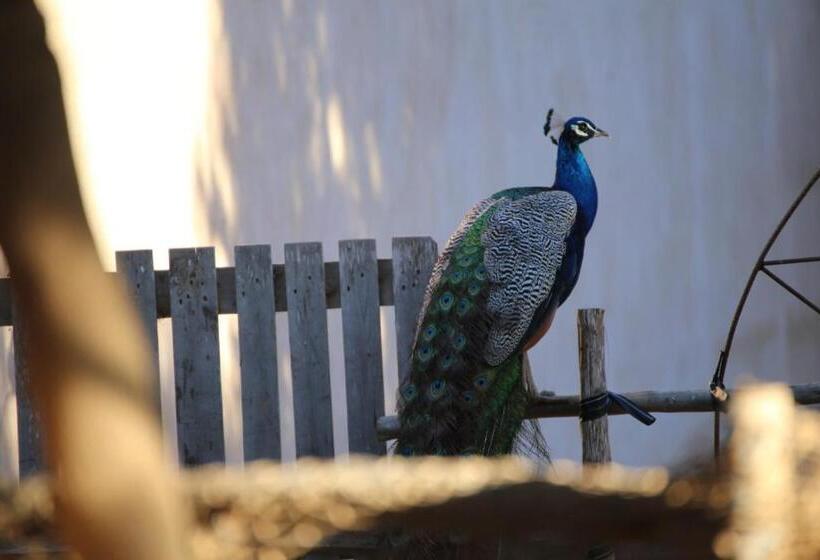 بنسيون Dar Tawarta Guest House Dakhla