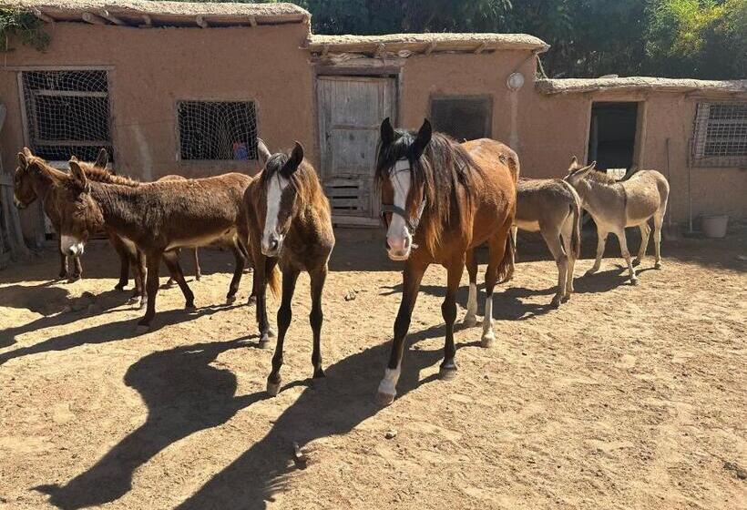 膳宿费 Dar Tawarta Guest House Dakhla