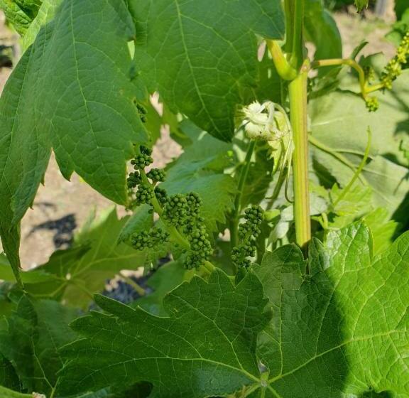 호텔 Casa Qta. Sta. Cruz Régua