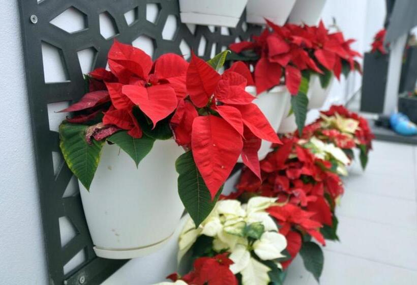 Porto Velho Boutique Hostel