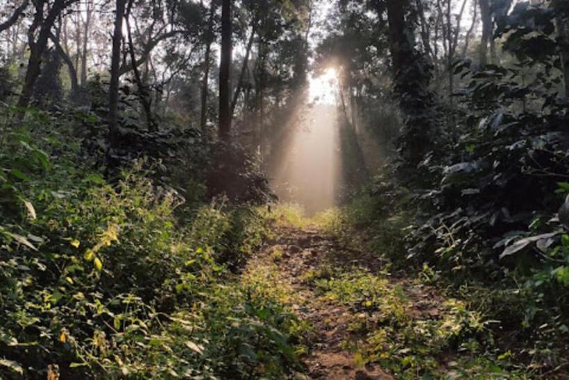 The Blossom Resort, Chikmagalur
