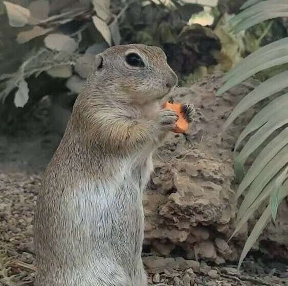 منتجع Polonezköy Country Club & Accommodation In The Wildlife Park!