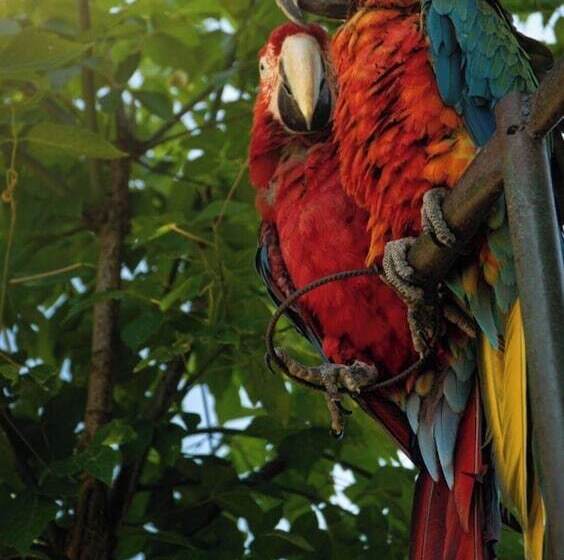 リゾートホテル Polonezköy Country Club & Accommodation In The Wildlife Park!