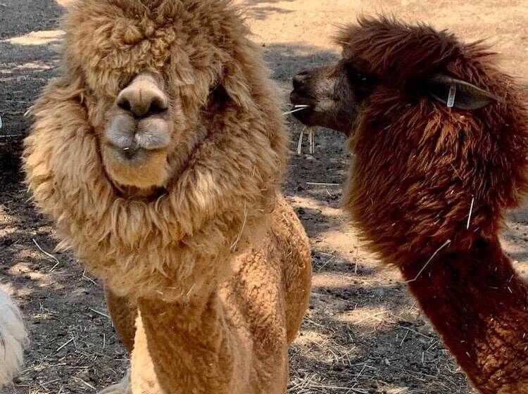 리조트 Polonezköy Country Club & Accommodation In The Wildlife Park!