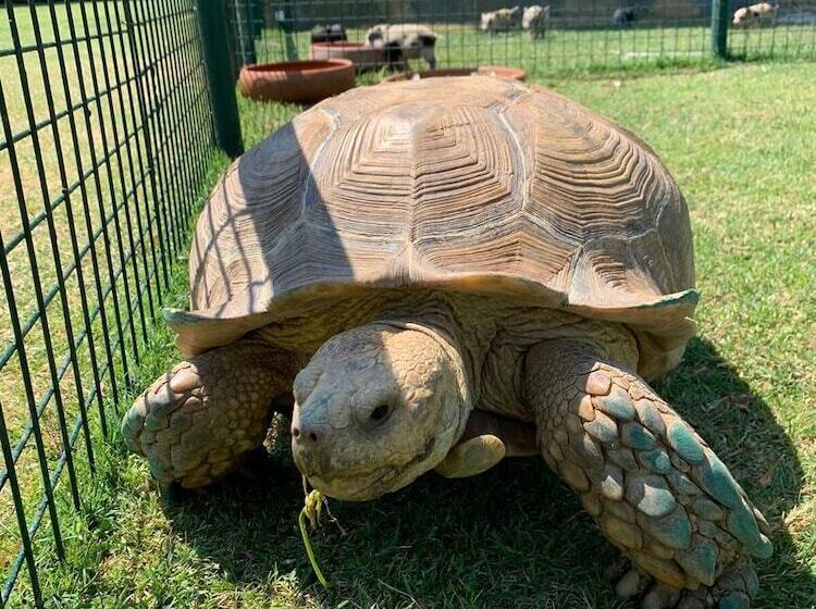 리조트 Polonezköy Country Club & Accommodation In The Wildlife Park!