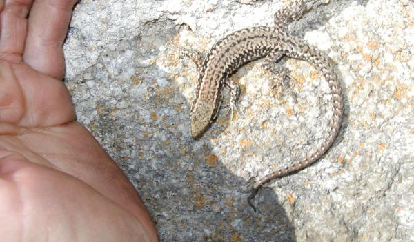 旅馆 Bellevue Chambres D'hôtes