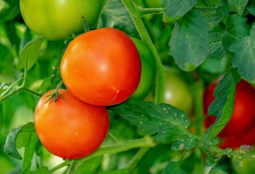 酒店 Campanile Rungis  Orly