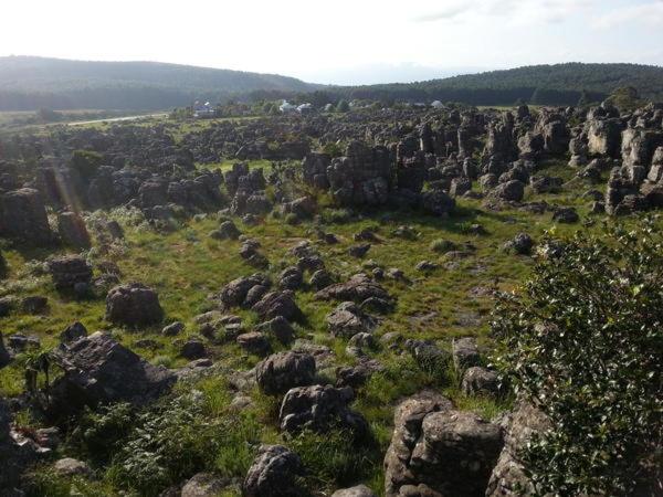 פנסיון Green Venus