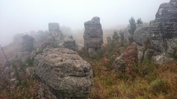 פנסיון Green Venus