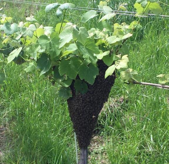 Bed and Breakfast Gästezimmer Steiner