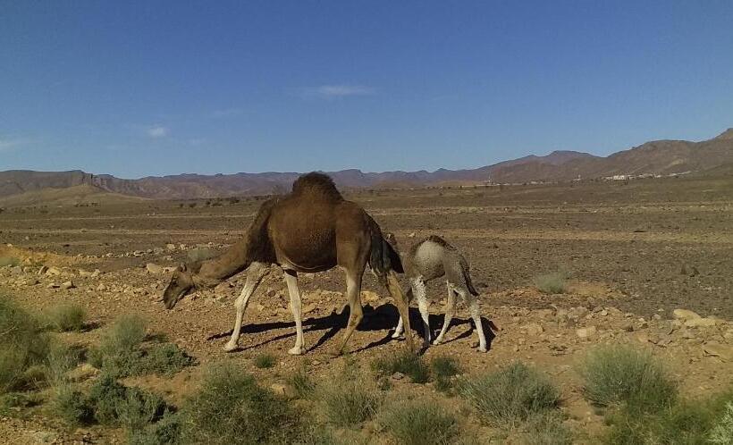 膳宿费 Maison Bedouin Merzouga
