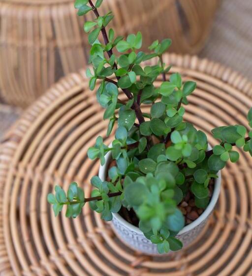 פנסיון The Lookout Guest House