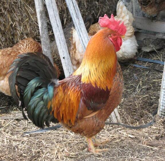 Agriturismo Podere San Gregorio