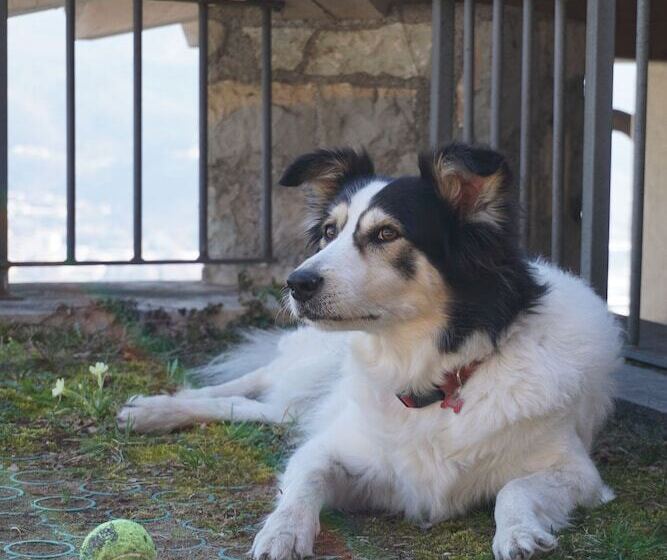 בית מלון כפרי Agritur Maso Carpené