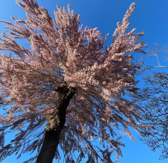 פנסיון Résidence Cosy