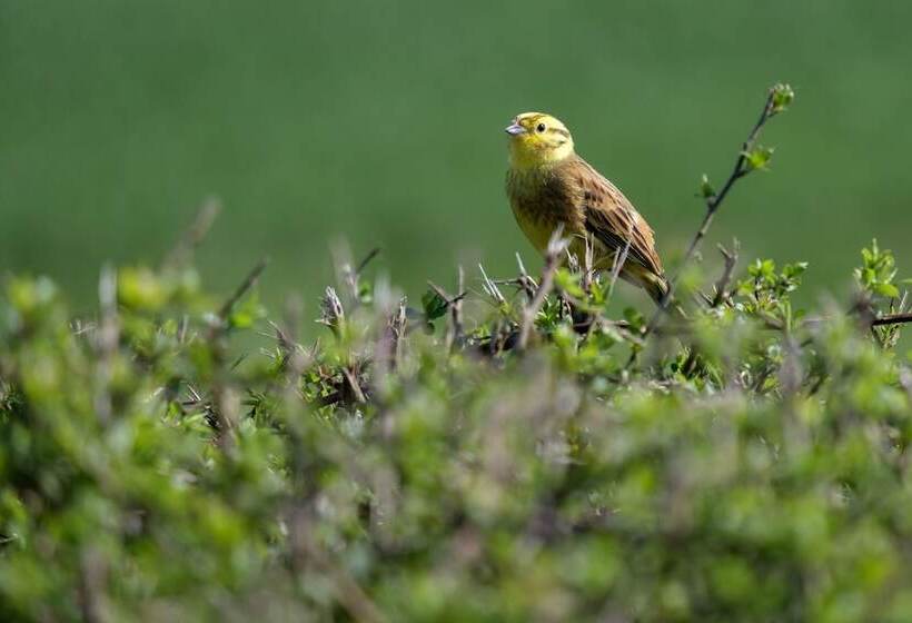בית מלון כפרי The Yard @ Pringle Farm