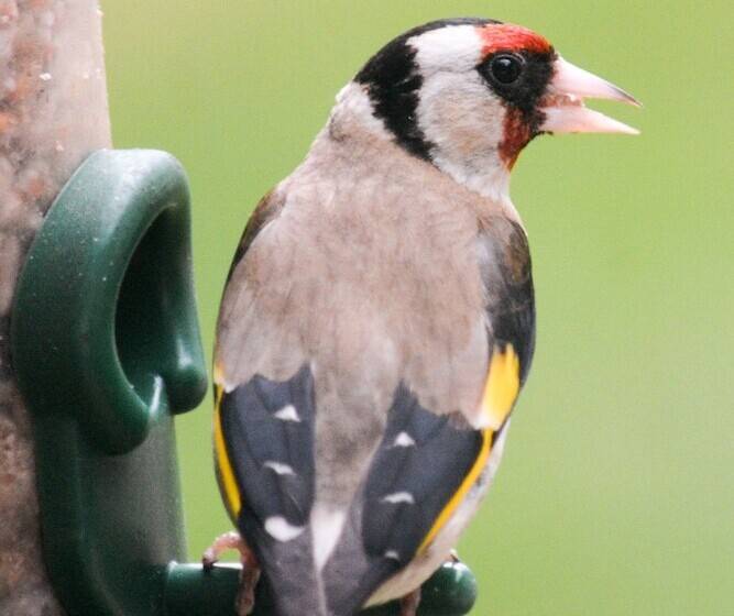 Netherton Farm Lodge