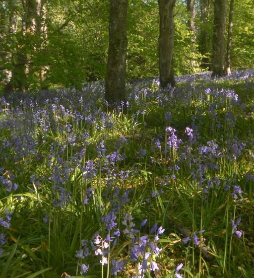 Netherton Farm Lodge