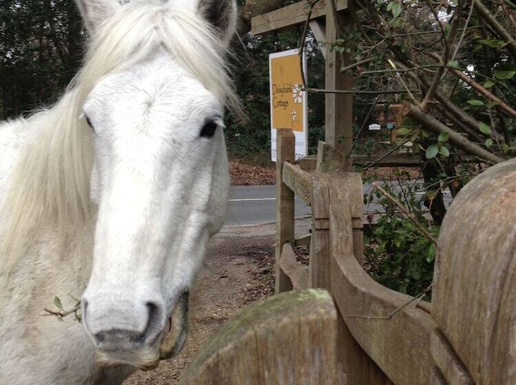 בית מלון כפרי Daisybank Cottage