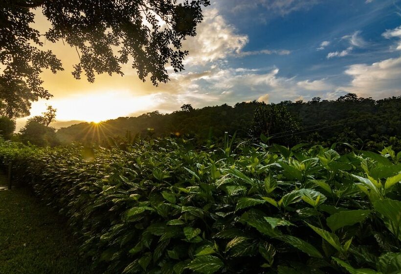 Отель Whispering Willows